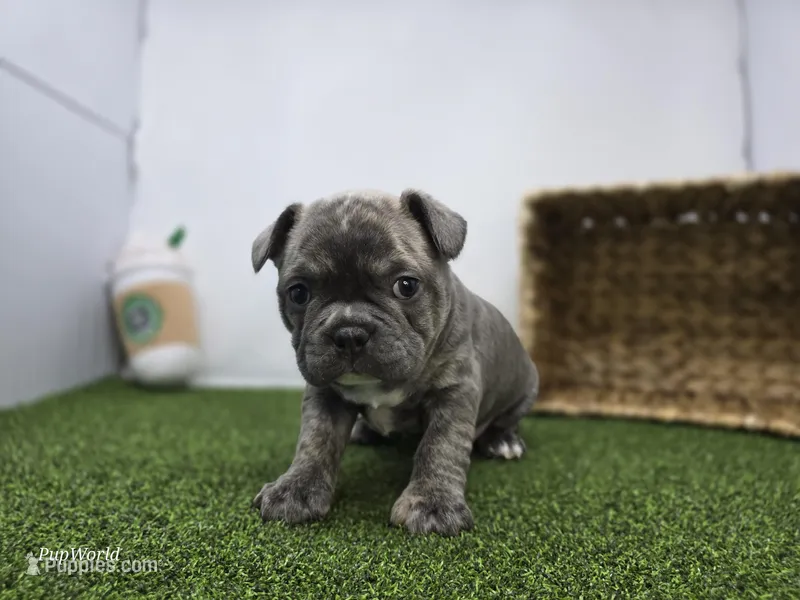 Pepper – Frenchton puppy for sale in Fort Wayne, IN