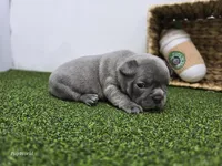 Pepper, a female Frenchton for sale in Fort Wayne, IN – Photo 7 of 7