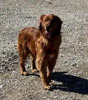 Ember, a female Golden Retriever for sale in Fort Wayne, IN – Photo 2 of 2