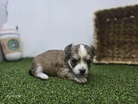 Churro, a male Chihuahua for sale in Fort Wayne, IN – Photo 4 of 8