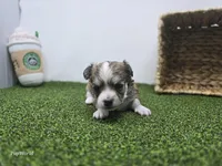 Churro, a male Chihuahua for sale in Fort Wayne, IN – Photo 6 of 8