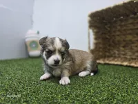 Churro, a male Chihuahua for sale in Fort Wayne, IN – Photo 2 of 8