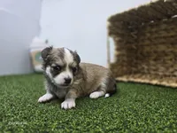 Churro, a male Chihuahua for sale in Fort Wayne, IN – Photo 5 of 8