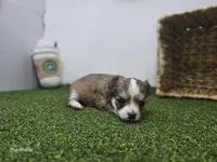 Churro, a male Chihuahua for sale in Fort Wayne, IN – Photo 3 of 8