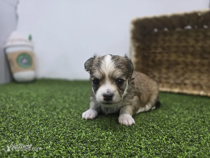 Churro – Chihuahua puppy for sale in Fort Wayne, IN