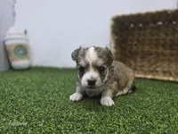 Churro, a male Chihuahua for sale in Fort Wayne, IN – Photo 1 of 8