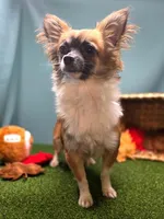 Churro, a male Chihuahua for sale in Fort Wayne, IN – Photo 7 of 8