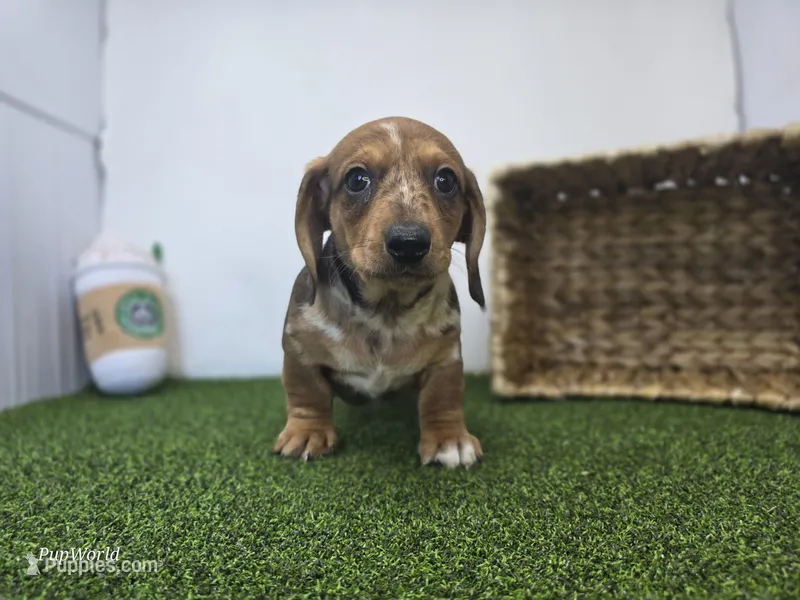 Diego – Dachshund puppy for sale in Fort Wayne, IN
