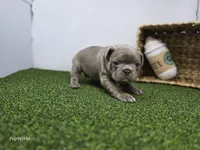 Bonnie, a female Frenchton for sale in Fort Wayne, IN – Photo 6 of 6