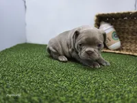 Bonnie, a female Frenchton for sale in Fort Wayne, IN – Photo 5 of 6