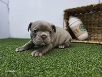 Bonnie, a female Frenchton for sale in Fort Wayne, IN – Photo 3 of 6