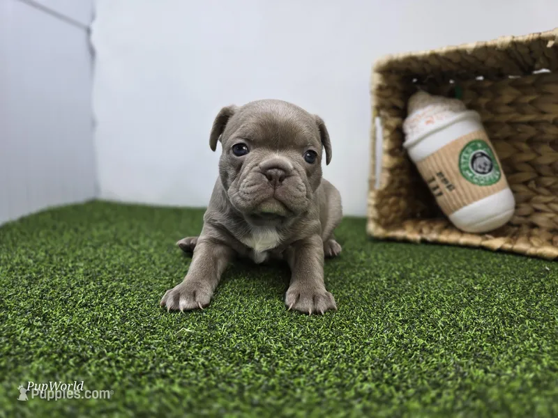 Bonnie – Frenchton puppy for sale in Fort Wayne, IN