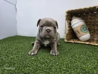 Bonnie, a female Frenchton for sale in Fort Wayne, IN – Photo 1 of 6