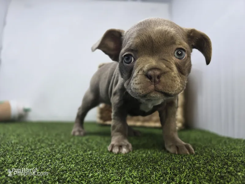 Bonnie – Frenchton puppy for sale in Fort Wayne, IN