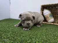 Bonnie, a female Frenchton for sale in Fort Wayne, IN – Photo 4 of 6