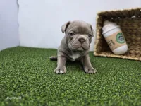 Bonnie, a female Frenchton for sale in Fort Wayne, IN – Photo 2 of 6