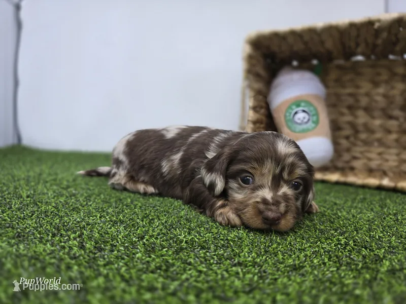 Charlie – Dachshund puppy for sale in Fort Wayne, IN