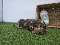 Charlie, a male Dachshund for sale in Fort Wayne, IN – Photo 1 of 6