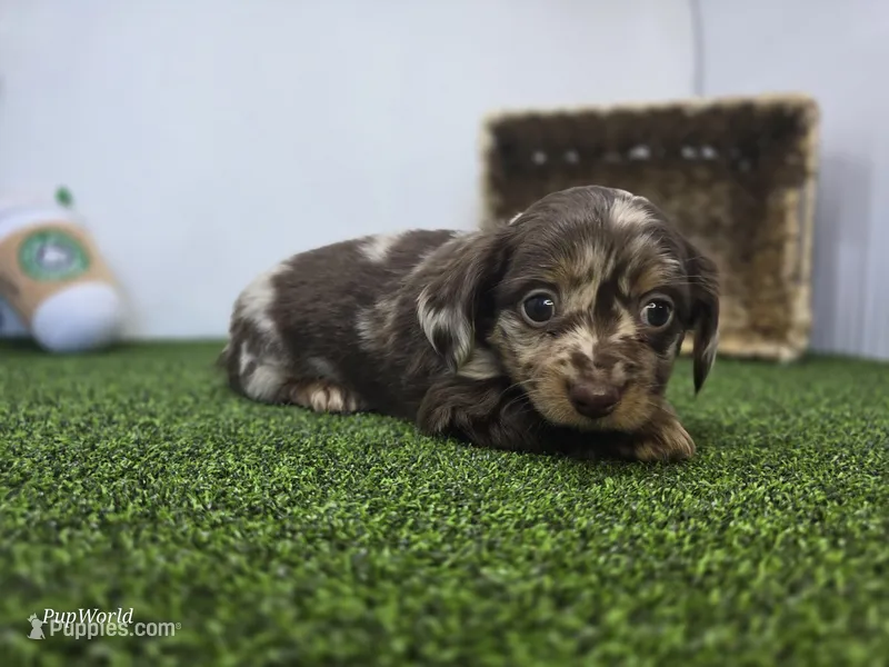 Charlie – Dachshund puppy for sale in Fort Wayne, IN