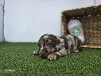 Charlie, a male Dachshund for sale in Fort Wayne, IN – Photo 4 of 6