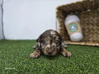 Charlie, a male Dachshund for sale in Fort Wayne, IN – Photo 6 of 6