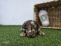 Charlie, a male Dachshund for sale in Fort Wayne, IN – Photo 5 of 6