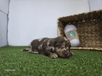 Charlie, a male Dachshund for sale in Fort Wayne, IN – Photo 2 of 6