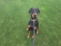 Bear, a male Doberman Pinscher for sale in Fort Wayne, IN – 3 of 3