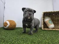 Nora, a female Frenchton for sale in Fort Wayne, IN – Photo 2 of 8