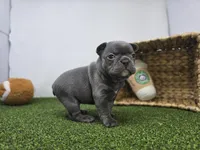 Nora, a female Frenchton for sale in Fort Wayne, IN – Photo 6 of 8