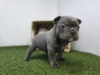 Nora, a female Frenchton for sale in Fort Wayne, IN – Photo 3 of 8