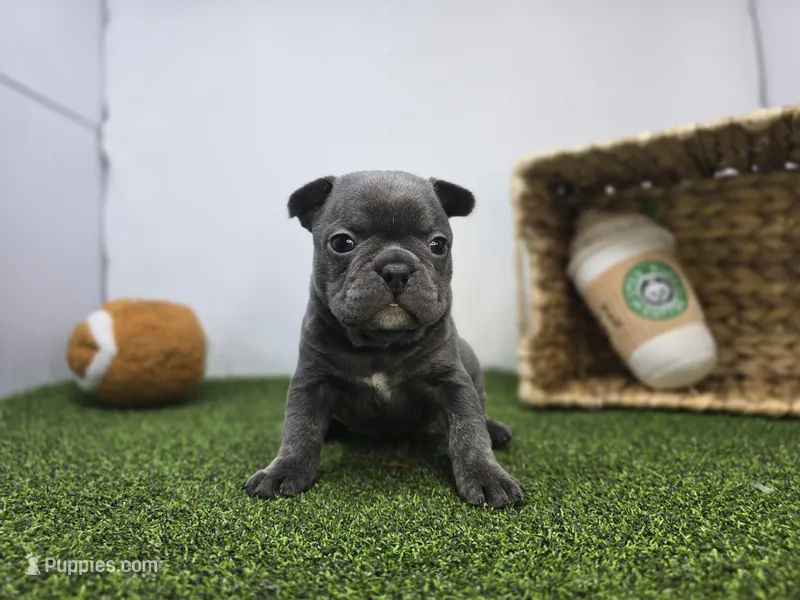 Nora – Frenchton puppy for sale in Fort Wayne, IN