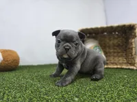 Nora, a female Frenchton for sale in Fort Wayne, IN – Photo 5 of 8