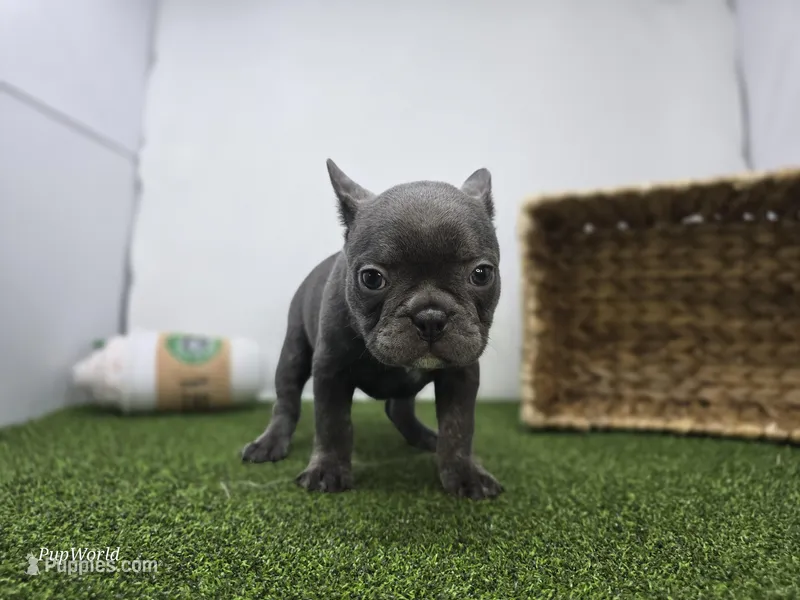 Nora – Frenchton puppy for sale in Fort Wayne, IN