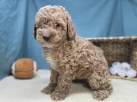 Moose, a male Miniature Goldendoodle for sale in Fort Wayne, IN – Photo 6 of 8