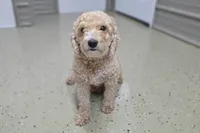 Moose, a male Miniature Goldendoodle for sale in Fort Wayne, IN – Photo 8 of 8