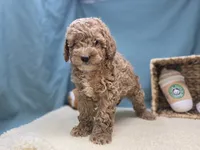 Moose, a male Miniature Goldendoodle for sale in Fort Wayne, IN – Photo 1 of 8