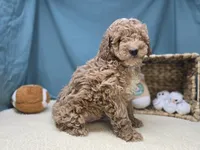 Moose, a male Miniature Goldendoodle for sale in Fort Wayne, IN – Photo 5 of 8
