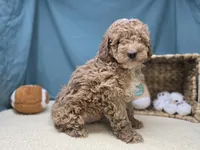Moose, a male Miniature Goldendoodle for sale in Fort Wayne, IN – Photo 4 of 8