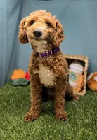 Moose, a male Miniature Goldendoodle for sale in Fort Wayne, IN – Photo 7 of 8