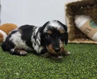 Theo, a male Dachshund for sale in Fort Wayne, IN – Photo 5 of 8