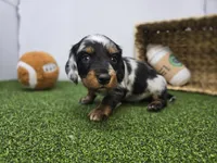 Theo, a male Dachshund for sale in Fort Wayne, IN – Photo 2 of 8