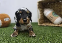 Theo, a male Dachshund for sale in Fort Wayne, IN – Photo 3 of 8