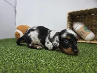 Theo, a male Dachshund for sale in Fort Wayne, IN – Photo 6 of 8