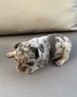 AKC Diesel , a male French Bulldog for sale in Bonne Terre, MO – 2 of 10