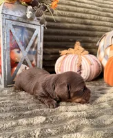 AKC Benny, a male Miniature Dachshund for sale in Bonne Terre, MO – 2 of 8