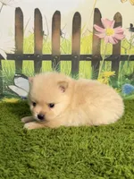 AKC Peanut, a male Pomeranian for sale in Bonne Terre, MO – 7 of 8