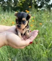 Dottie, a female Yorkshire Terrier for sale in Bonne Terre, MO – 5 of 8