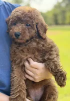Lainey , a female Poodle - Miniature  for sale in Bonne Terre, MO – 4 of 6