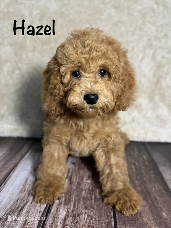 Hazel – Poodle - Miniature  puppy for sale in Bonne Terre, MO